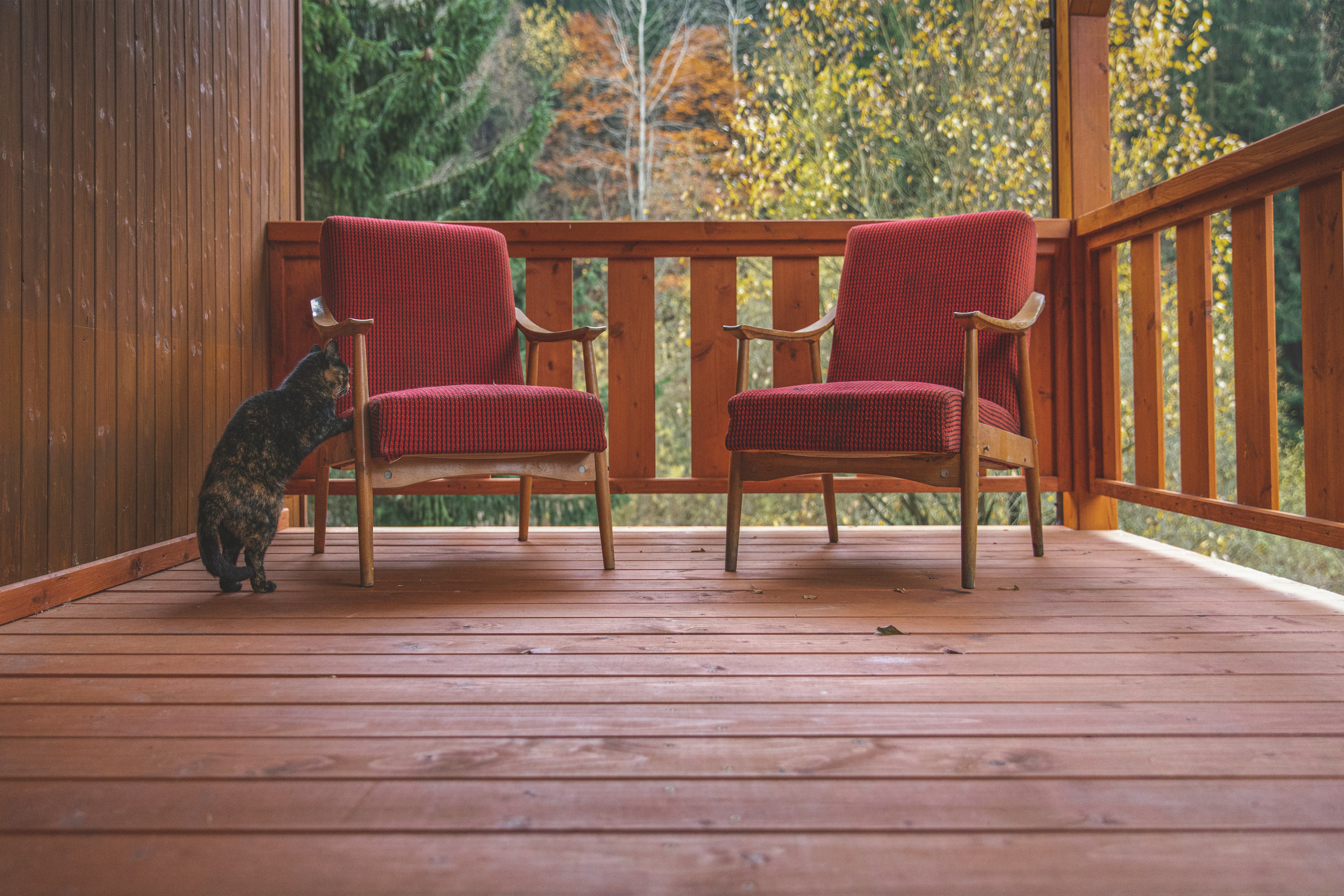 deck with cat and chairs